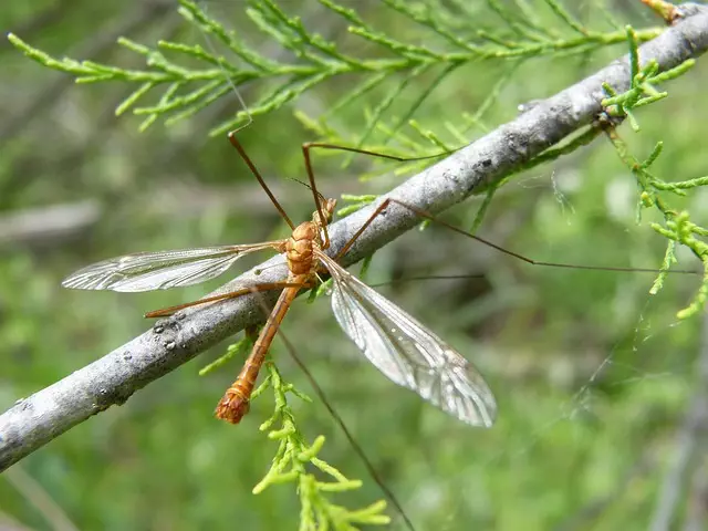 mosquito-control-640x480-67931452.jpeg