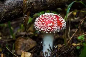 mushroom-gummies-for-focus-640x480-14104790.jpeg