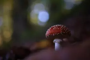 mushroom-gummies-for-focus-640x480-25097596.jpeg