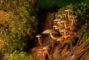 mushroom-gummies-for-focus-640x480-39841427.jpeg