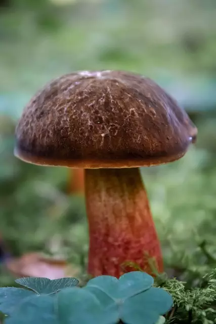 Mushroom Gummies for Focus
