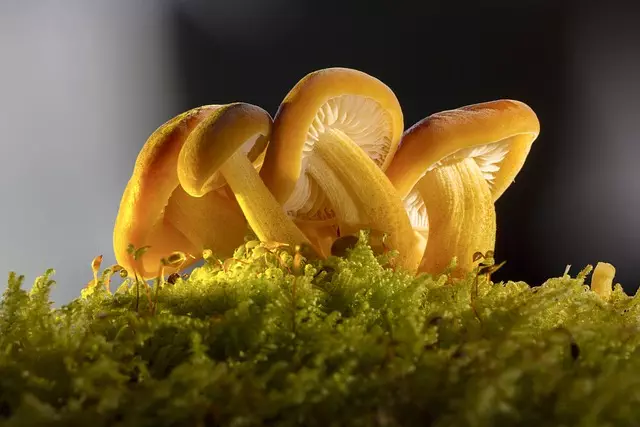 Mushroom Gummies for Focus