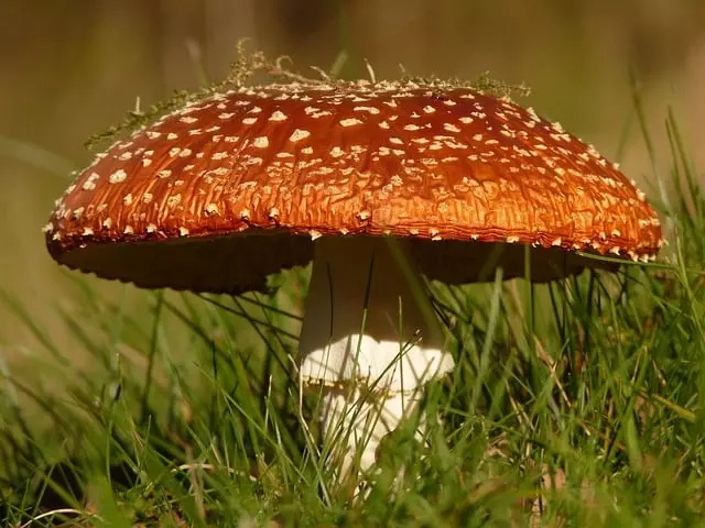 Mushroom Gummies for Focus