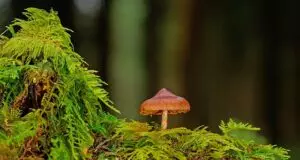 mushroom-gummies-for-focus-640x480-69098122.jpeg
