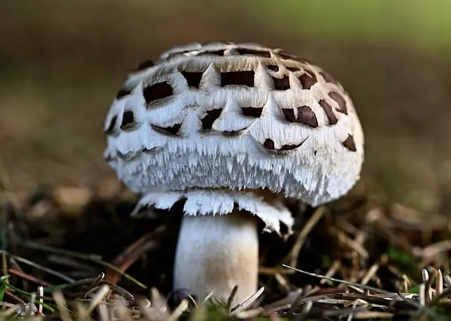 Mushroom Gummies for Focus