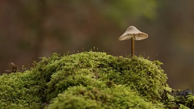 Mushroom Gummies for Focus
