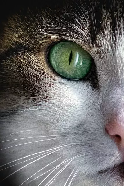 online pet marketplace