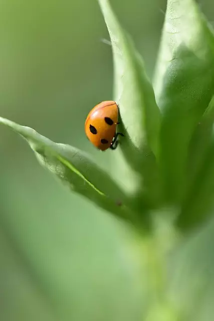pest-exterminator-640x480-55423047.jpeg