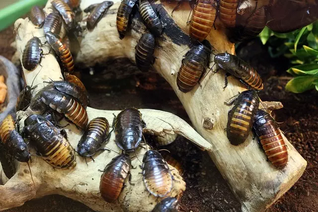 pest-exterminator-640x480-66792892.jpeg