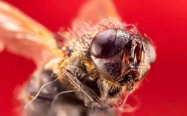 pest exterminator