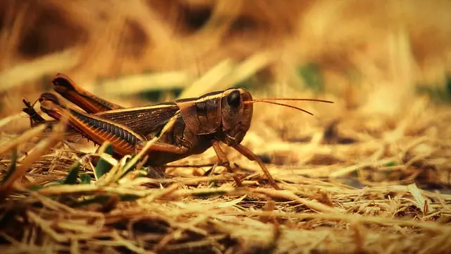 pest exterminator