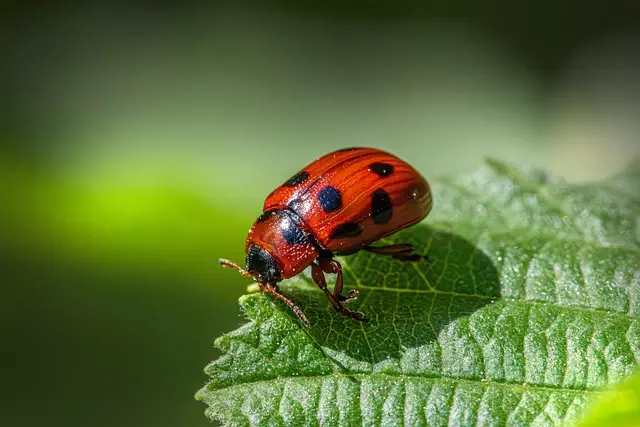 pest exterminator