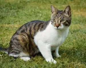 pet-sitting-640x480-17778021.jpeg