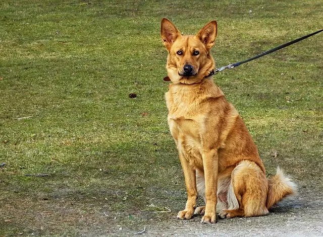 pet-sitting-640x480-18207147.jpeg