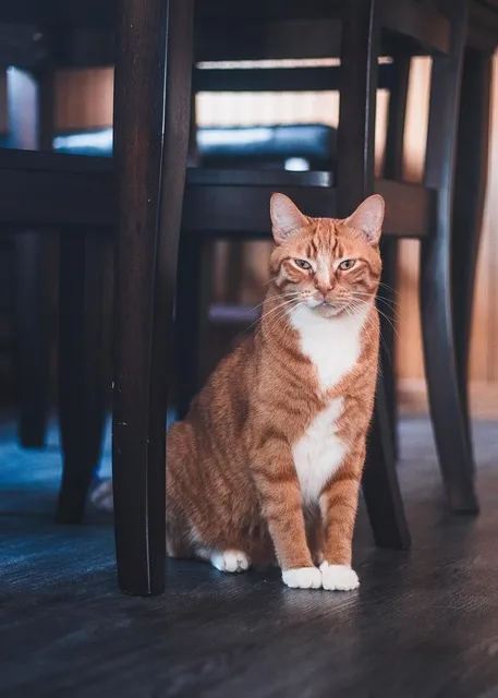 Pet Sitting