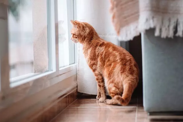 pet-sitting-640x480-35620851.jpeg