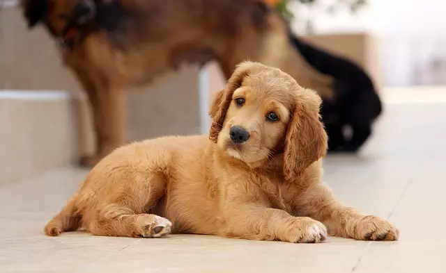 pet-sitting-640x480-47451888.jpeg