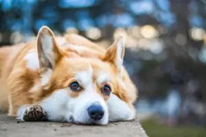 pet-sitting-640x480-84616691.jpeg