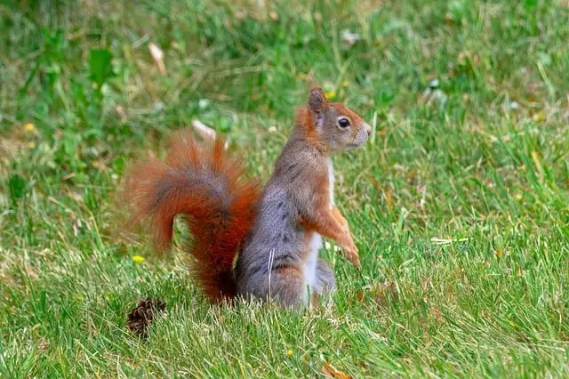 Professional Rodent Control