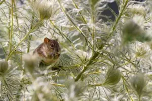 professional-rodent-control-640x480-31237497.jpeg