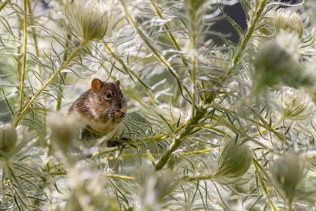 professional-rodent-control-640x480-31237497.jpeg