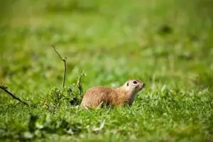 professional-rodent-control-640x480-33428773.jpeg