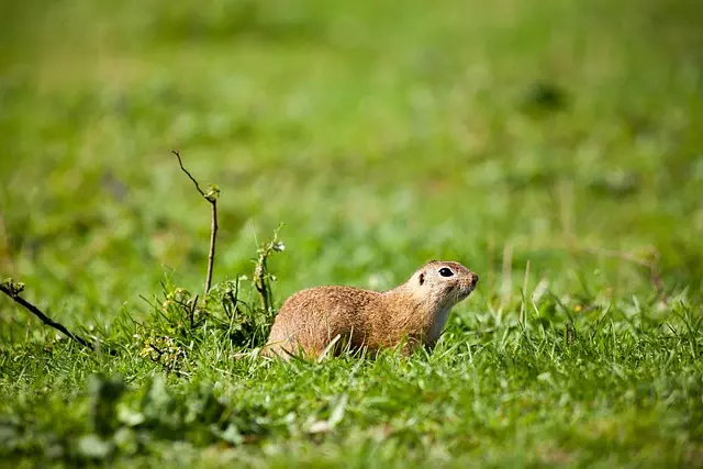 professional-rodent-control-640x480-33428773.jpeg