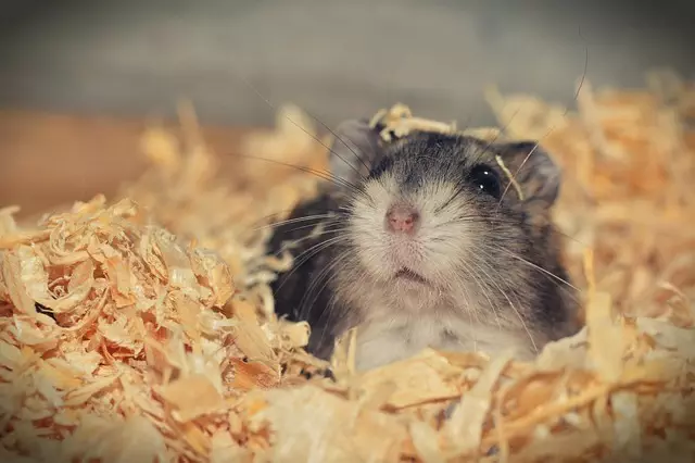 Professional Rodent Control