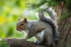 professional-rodent-control-640x480-75672627.jpeg