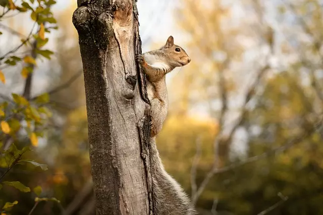 Rodent Control