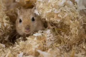 rodent-control-640x480-25875274.jpeg