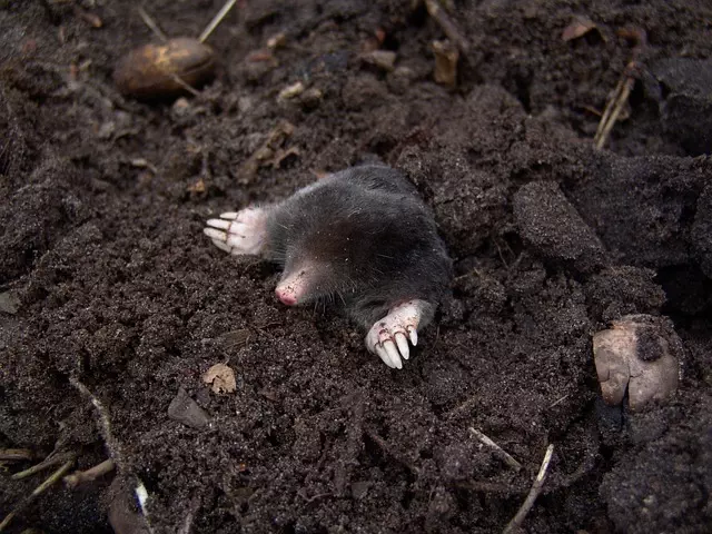 Rodent Control