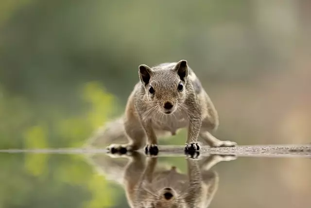 rodent-control-640x480-39032885.jpeg