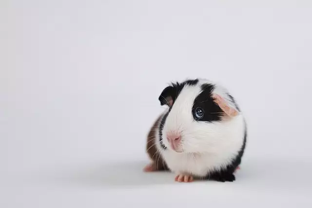 Rodent Control