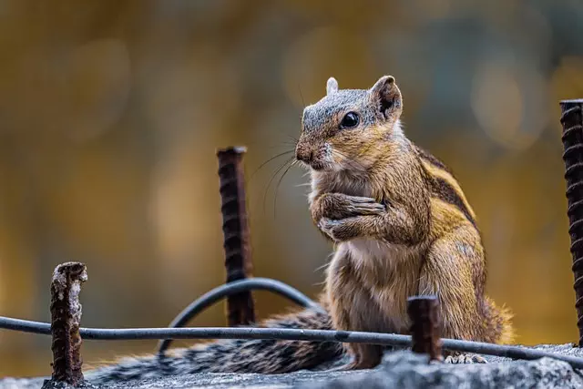 Rodent Control