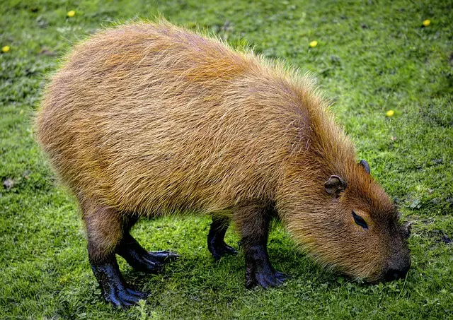 Rodent Control