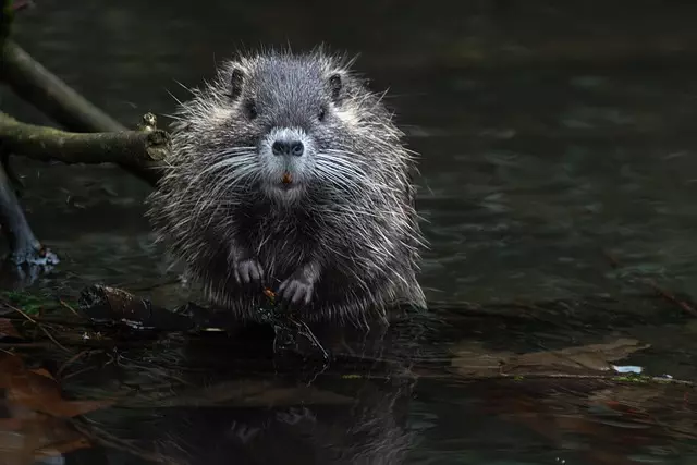 Rodent Control