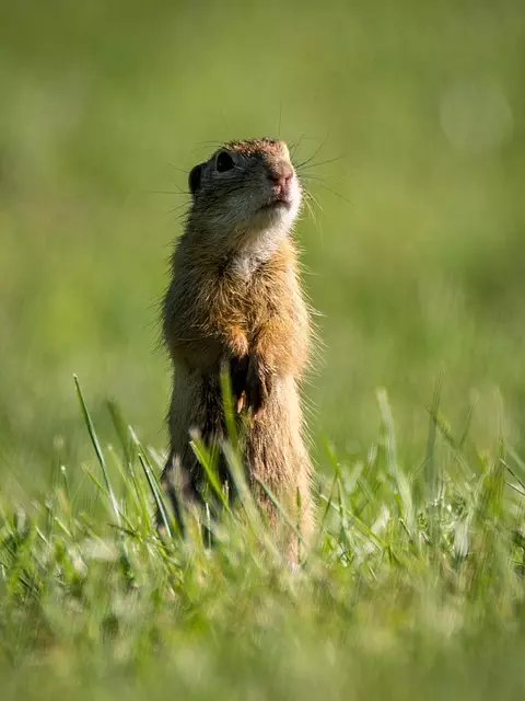 Rodent Control
