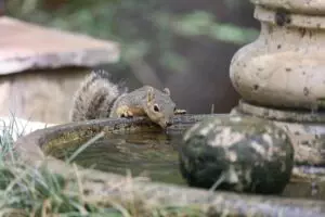 rodent-control-640x480-81221453.jpeg