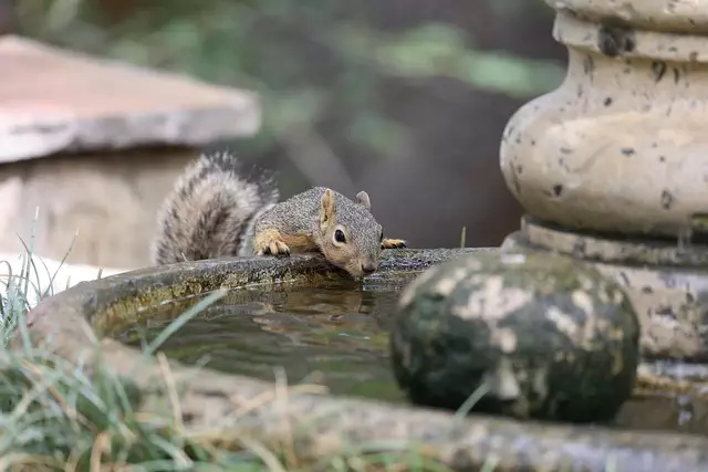 rodent-control-640x480-81221453.jpeg