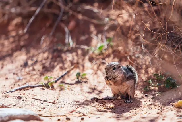 Rodent Control