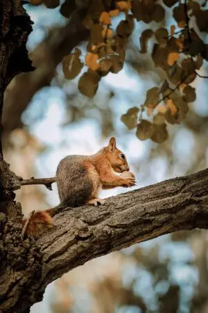 rodent-control-640x480-90159485.jpeg