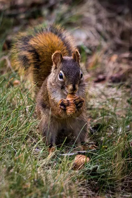 Rodent Control