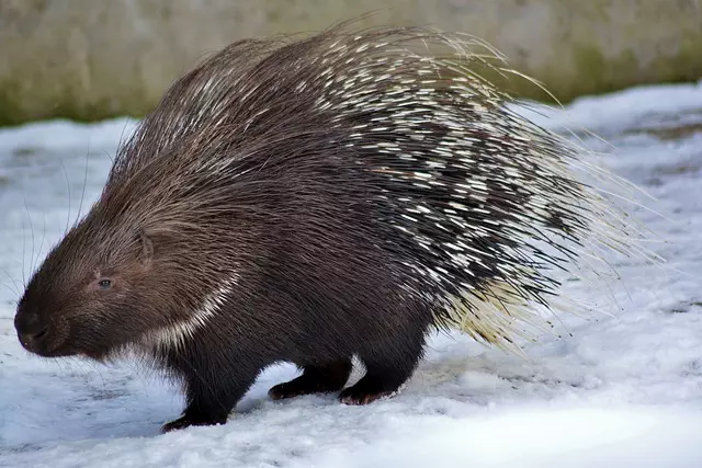 Rodent Control