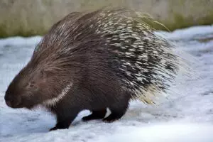 rodent-control-640x480-99780770.jpeg
