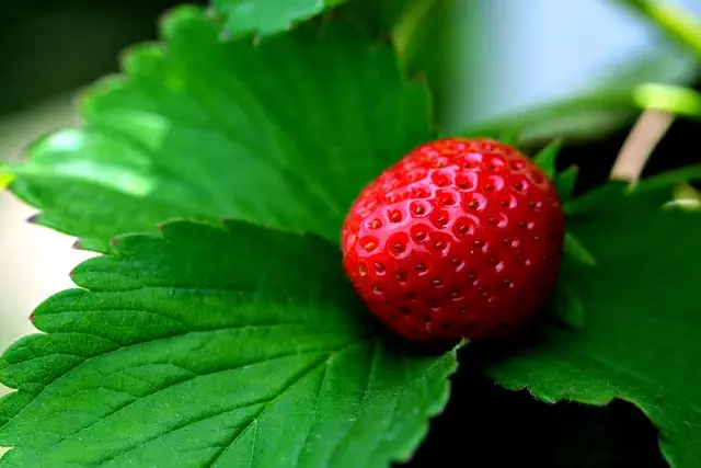 Strawberry Rosin Gummies