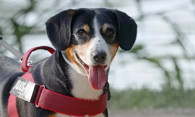 tactical dog harness