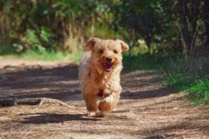 tactical-dog-harness-640x480-42511626.jpeg