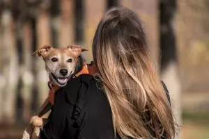 tactical-dog-harness-640x480-55830051.jpeg