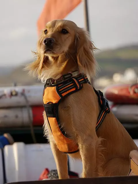 tactical dog harness
